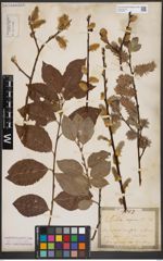 Foto von Salix caprea L.